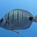 Conociendo Pescados: Dorada y Sargo