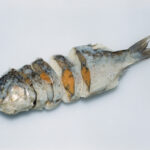 Narezushi: Pescado Fermentado, Antecedente del Sushi